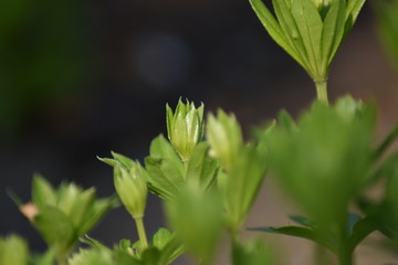 Waldmeister (Galium odoratum)