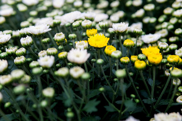Obraz na płótnie Canvas The yellow chrysanthemum is surrounded by white chrysanthemum