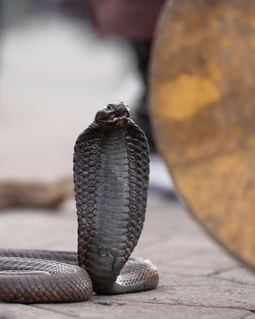Close up of a toothless black cobra in Jemaa El Fnaa square in Marrakesh, Morocco
