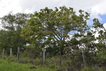 Árvore em paisagem rural