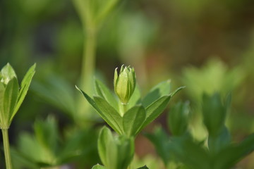 Waldmeister (Galium odoratum)
