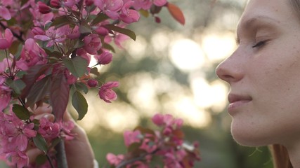 The smell of sakura flowers in spring garden. One attractive brown-haired girl sniffs white pink cherry or apple blossoms woman enjoys smell of white blossoming cherry flower blooms on branch on sunny