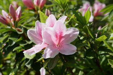 Obraz premium ツツジの花