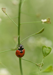 Marienkäfer