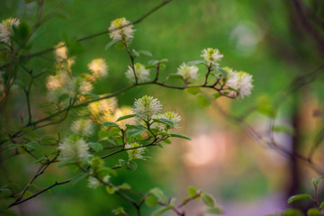 White Fothergilla flowers in the forest in the Spring