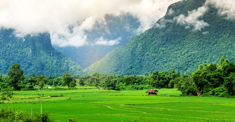 Beautiful scenery of green rice fields with farmers' cottages  in surrounded by mountain with mist...