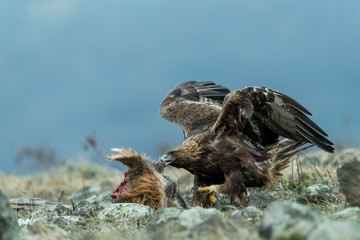 Goldean Eagle (Aquila chrysaetos) on prey at mountain meadow in Eastern Rhodopes, Bulgaria