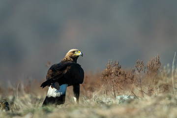 Goldean Eagle (Aquila chrysaetos) at mountain meadow in Eastern Rhodopes, Bulgaria