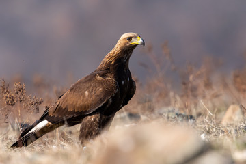 Goldean Eagle (Aquila chrysaetos) at mountain meadow in Eastern Rhodopes, Bulgaria