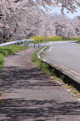 桜並木と遊歩道の風景
