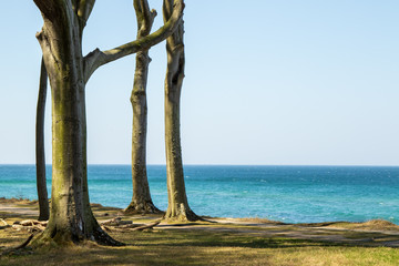 Blick von der Steilküste aufs Meer, Buchenwald