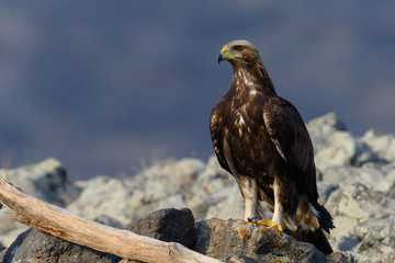 Goldean Eagle (Aquila chrysaetos) at mountain meadow in Eastern Rhodopes, Bulgaria