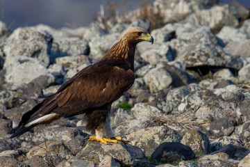 Goldean Eagle (Aquila chrysaetos) at mountain meadow in Eastern Rhodopes, Bulgaria