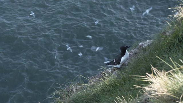  Razorbill (Alca torda) nesting on coastal cliff Scotland. North Sea. Firth of Forth. UK