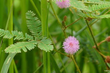 Mimosa pudica flowers and leaves in field
