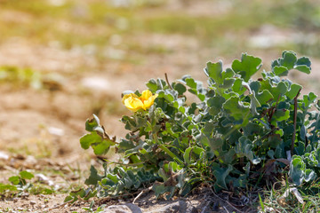 Useful plant (Glaucium flavum) close-up