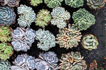 Beautiful desert flower collection, Closeup Beautiful Succulent Echeveria collections