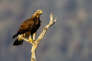 Goldean Eagle (Aquila chrysaetos) at mountain meadow in Eastern Rhodopes, Bulgaria
