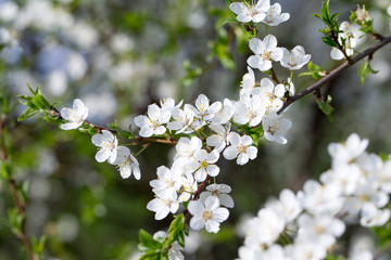 Spring border background with blossom, close-up. Abstract floral spring background. Blossoms over blurred nature background