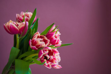 Fresh beautiful pink purple tulip Bouquet on pink background. Easter card. Copy space.