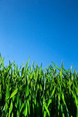 Green grass against the blue sky