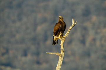 Goldean Eagle (Aquila chrysaetos) at mountain meadow in Eastern Rhodopes, Bulgaria