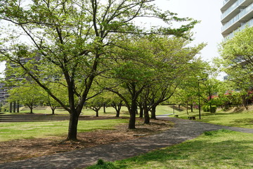 新緑の公園