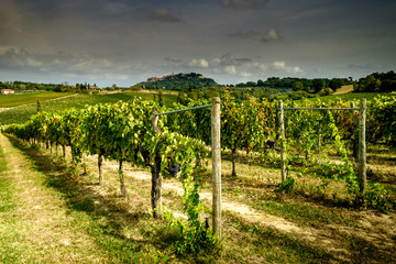 Fototapeta na wymiar Vineyards in Montepulciano, Tuscany, Italy