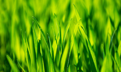 green grass background with selective focus