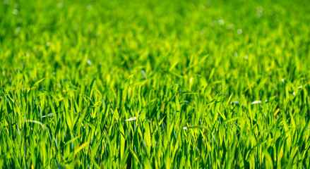 green grass background with selective focus