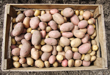 harvesting potatoes on an agricultural field