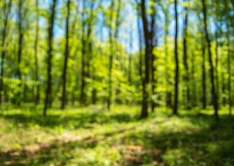 Fototapeta na wymiar Spring forest background out of focus