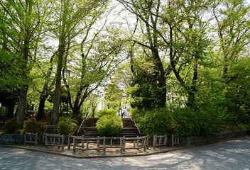 新緑の公園
