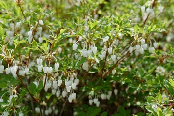 ドウダンツツジ