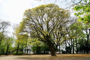 新緑の公園