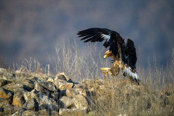 Hunting Goldean Eagle (Aquila chrysaetos) at mountain meadow in Eastern Rhodopes, Bulgaria