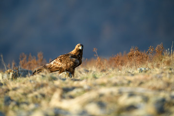 Goldean Eagle (Aquila chrysaetos) at mountain meadow in Eastern Rhodopes, Bulgaria