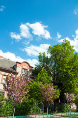 blooming sakura spring in the city under an open blue sky next to green trees and bushes