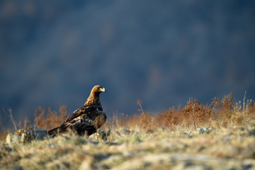 Goldean Eagle (Aquila chrysaetos) at mountain meadow in Eastern Rhodopes, Bulgaria