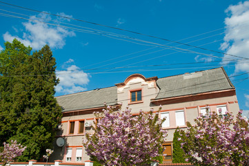 blooming sakura spring in the city under an open blue sky next to green trees and bushes