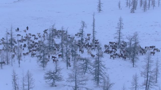 A herd of deer is grazing in the tundra