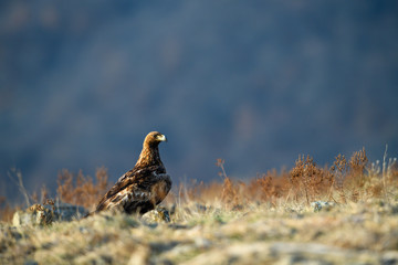 Goldean Eagle (Aquila chrysaetos) at mountain meadow in Eastern Rhodopes, Bulgaria