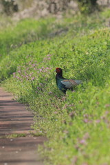 茂みから出てくる雉