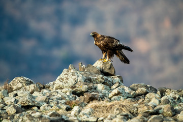 Goldean Eagle (Aquila chrysaetos) at mountain meadow in Eastern Rhodopes, Bulgaria