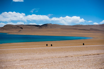 Obraz premium Black wild yak in the no man's land of Tibet, China