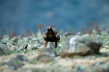 Goldean Eagle (Aquila chrysaetos) at mountain meadow in Eastern Rhodopes, Bulgaria