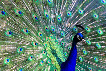 Obraz premium peacock showing his beautiful feathers