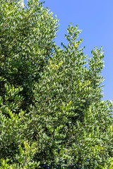 Carob tree (Ceratonia siliqua) close-up