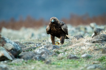 Goldean Eagle (Aquila chrysaetos) at mountain meadow in Eastern Rhodopes, Bulgaria