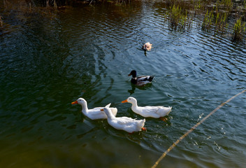 Ducks in the pond